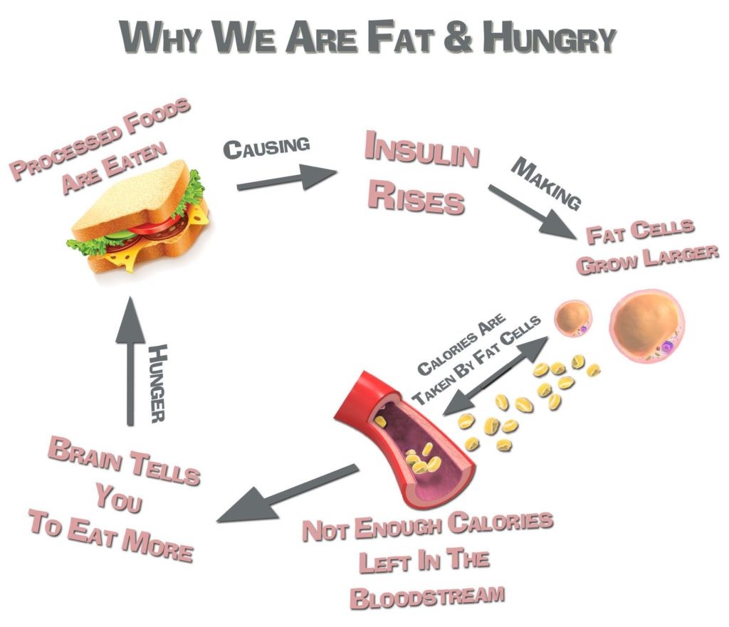 Why We Are Fat And Hungry | COSMOS CLINIC