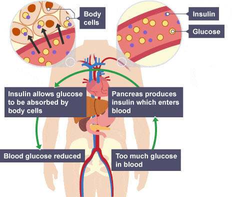 Effects of Insulin on body