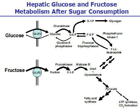 metabolism after sugar consumption