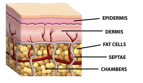 subcutaneous fat cells